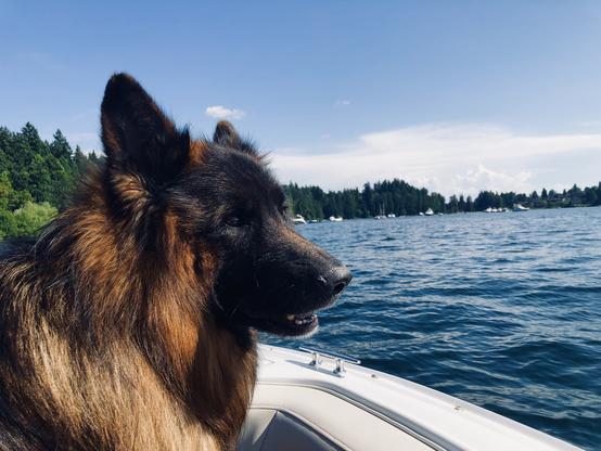 Beautiful Rohan, a friend’s dog, boating w us on a lake l in Seattle