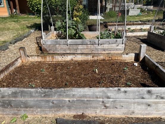 A raised bed with tiny brassicas, from the opposite direction as the previous pic. In the background of this bed is another raised bed with a tree collars and some cucumbers.