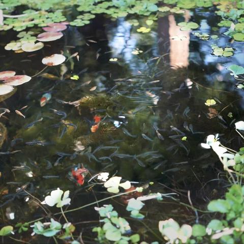 Still image of a video of my fish pond, shot and graded.