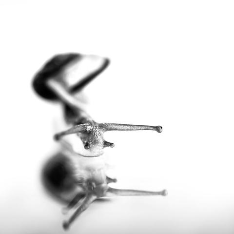 Black and white capture of a snail with shallow dof and high contrast. The snail's head is in front, one eye tentacle and two tactile tentacles are sharp, behind them the outline of the snail's shell is blurred. In the lower part of the picture the blurred reflection of the snail, the background completely white