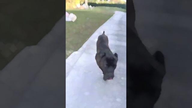 Can a tiny puppy cane corso turn into a dog monster?