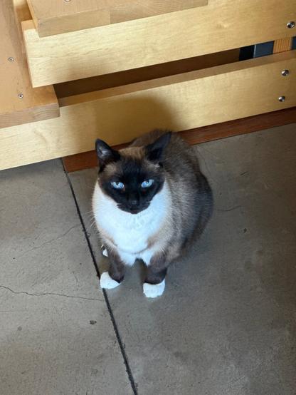 Siamese snowshoe cat looking at camera wondering what the deal is