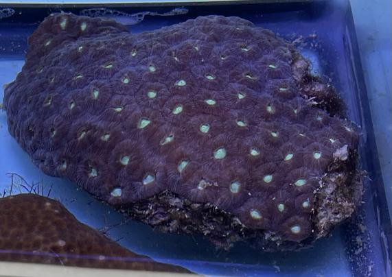 Pretty coral, mostly purple with large green polyps (obtained with proper permits) in an aquarium tank