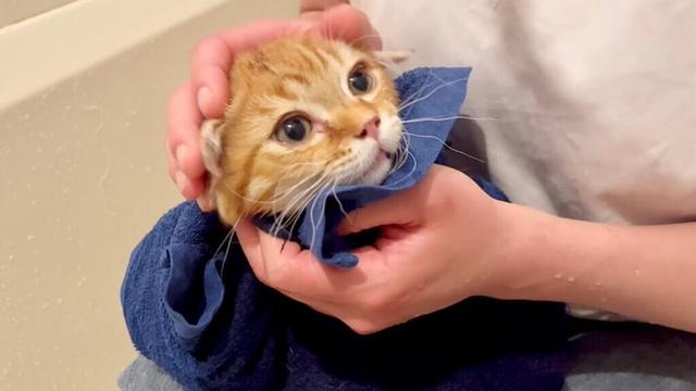 初公開！マンチカンの子猫ぽちゃくんのはじめてのお風呂【子猫の鳴き声】