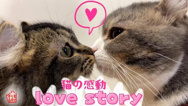 感動！猫のお見合い成功シーン　誓いのキスしてカップル誕生！