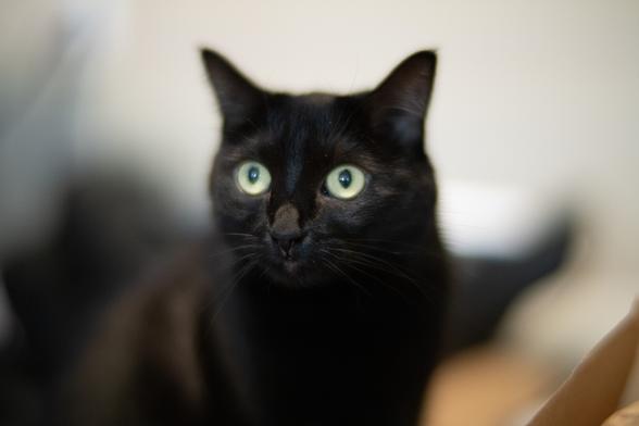 A photograph of a black cat with only one green eye in focus