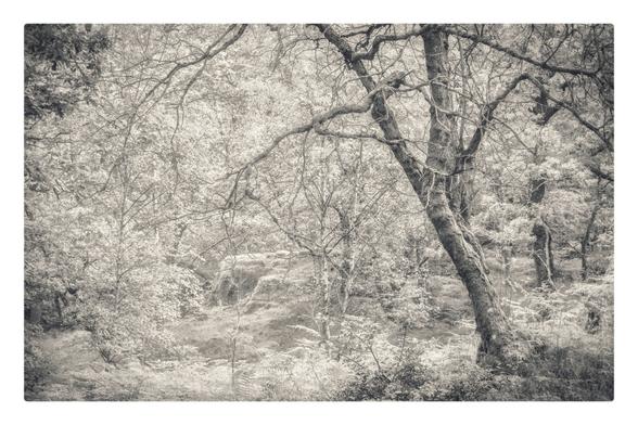High key monochromatic trees. A main bough in the foreground leans from front right across to the centre. Ferns provide a carpet.