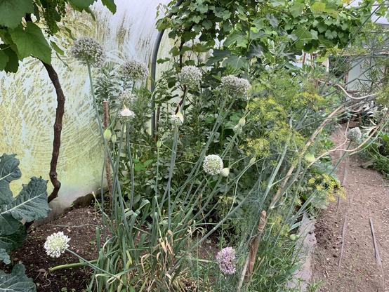 Flowering alliums and dill