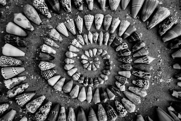 Eine Spirale aus Muscheln als Schwarzweißfoto. Die Muscheln befinden sich im Muschelmuseum in Huromersiel.