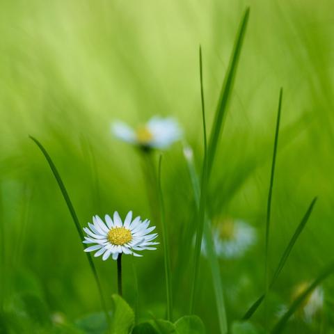 Daisies in the grass. Due to the shallow dof only one blossom on the left front of the image is sharp, the background is blurred green with the contures of three other daisies and a few blades of grass.