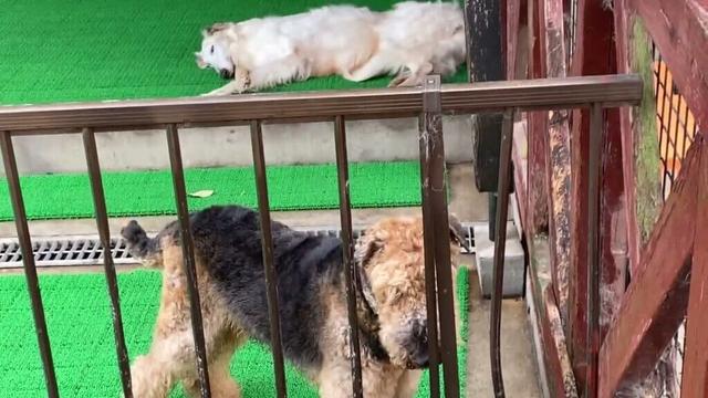 わんわん動物園 エアデールテリアの小太郎くんとボルゾイのプラネットくん