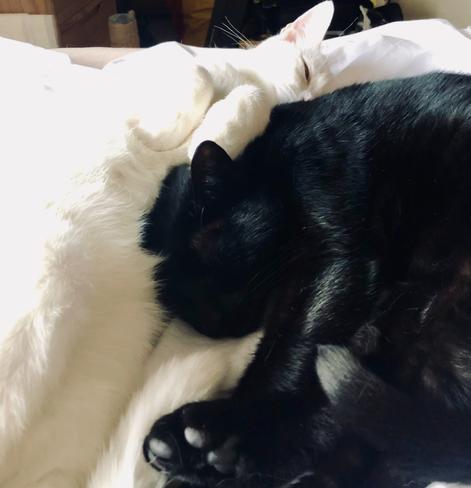 Our Yin & Yang rescue kitties (2 of 5)
Both are Turkish Vans, but neither is keen on swimming!)
Ted: White & fluffy
Bear: Black & sleek - a true panfur/void (was the runt of the litter, all the white ink had run out when it came to him)

Here they are snuggled together 😻😻
