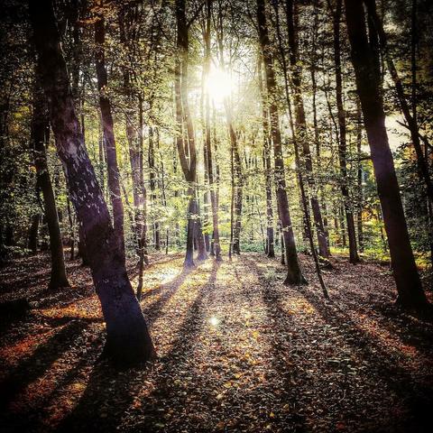 Sunshine beams through trees in a forest.