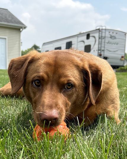 Izzy the fox red lab laying in the summertime green grass taking in the warm sunshine with her favorite ball, Chuck.