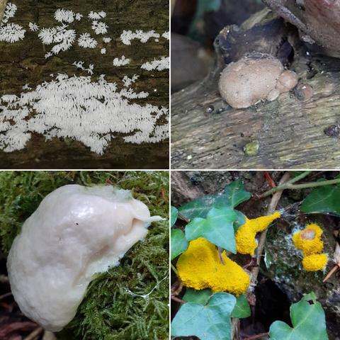 4 photos of slime molds