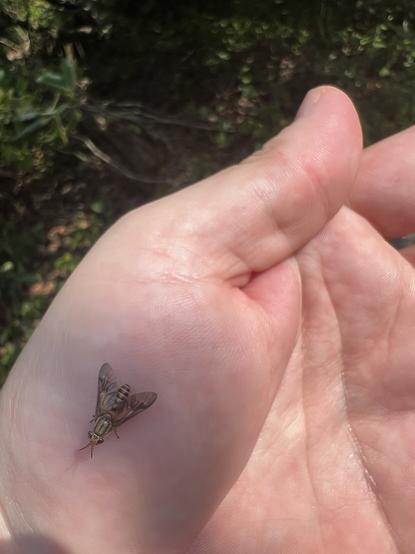 A small fly sits on the palm of a hand. It has stripes on its thorax.