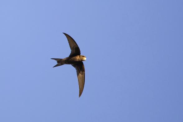Mauersegler mit weit ausgebreiteten Flügeln von unten.