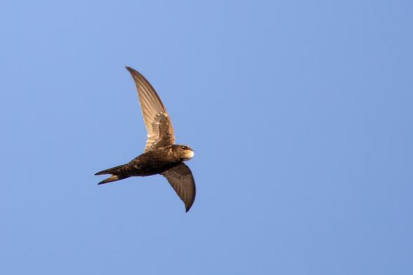 Mauersegler mit weit ausgebreiteten Flügeln von unten.
