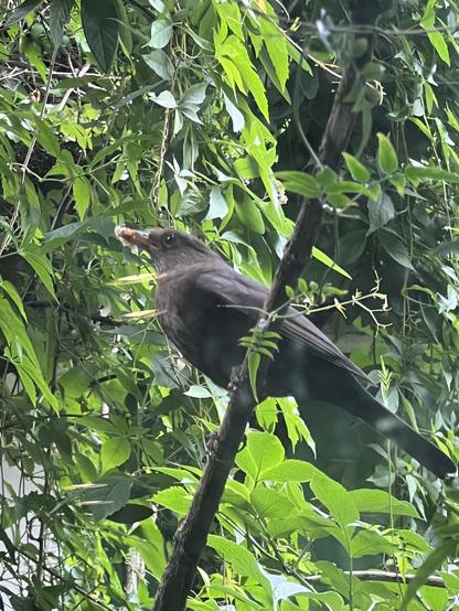 Blackbird sitting in a tree in our back garden with a mouthful of lunch for her nest (which is hidden under a large roof of Jasmine vine in our garden