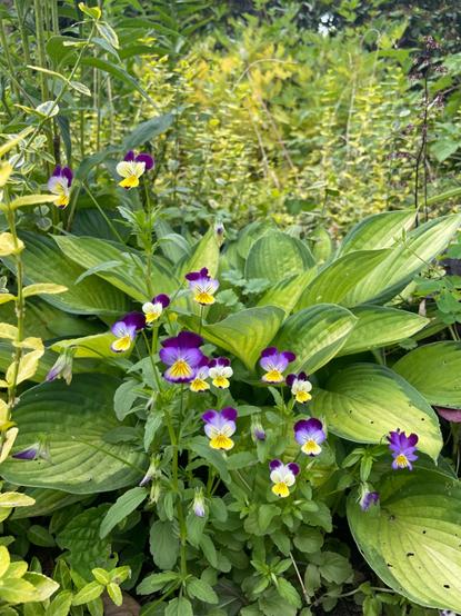 About 15 petite viola flowers with yellow lower petals, white and lavender middle ones, and bright violet top flowers against backdrop of yellow green hosta leaves