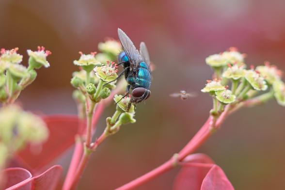 Blue arsed fly in the Himalayas. Bonus was another teeny tiny winged thing buzzing around the big fella.