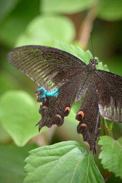 Common Peacock Butterfly. Amazing green spots all over. This one has had a hard life though.
