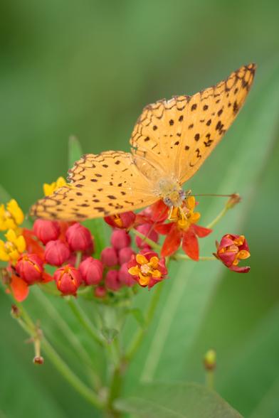 Sooooo many butterflies around this time of year. I have no idea which kind this might be.