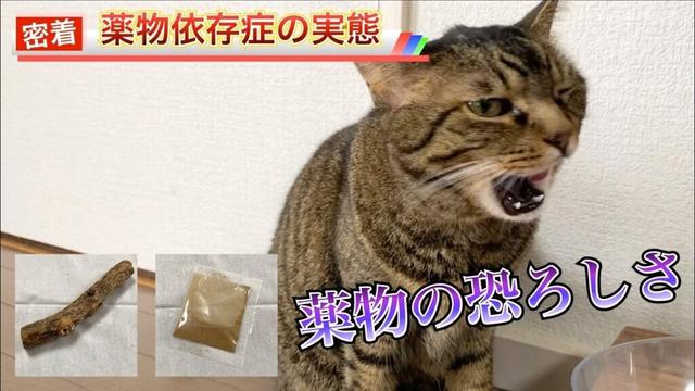 【閲覧注意】“危険ドラッグの恐怖” 薬物中毒の猫に密着...