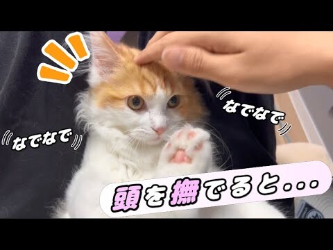 子猫の頭をなでなですると・・・【スコティッシュフォールド】