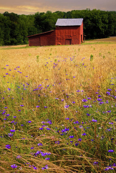 Virginia Red Old Tobacco Barn and field of cornflowers buy here:

https://pixels.com/featured/tobacco-barn-with-cornflowers-norma-brandsberg.html