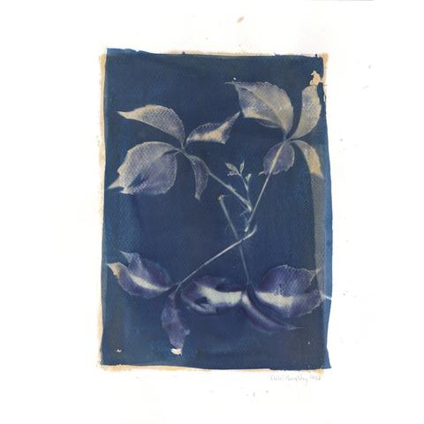 As described: This one of a kind cyanotype with tumeric sun print on water colour paper 11" x 14" has an image of virginia creeper leaves. There are four branches with leaves radiating from roughly the centre. The leaves are in shades of white and sepia on a dark blue and sepia rectangular area. There’s a white border with date and signature.