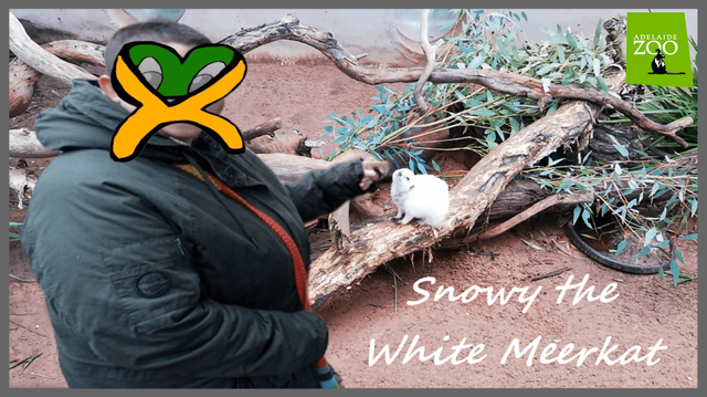Snowy the White Meerkat sits on a long, thin log with protuding green foliage. She looks up at Kabbaway, who points at her as if to try and boop her nose. Phaer face is masked by the Kabbaway logo. The Adelaide Zoo logo is also featured, and the thumbnail is bordered by a grey border.