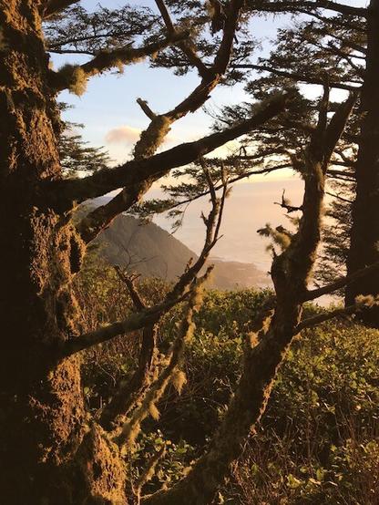Mossy trees against a setting sun high in the coastal mountain breeding grounds of the #PacificTreeOctopus
