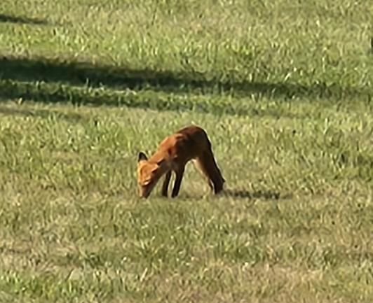 A red fox sniffing for mice in an open mowed grass area.