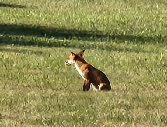 A red fox sitting peacefully in mowed grass, looking around.