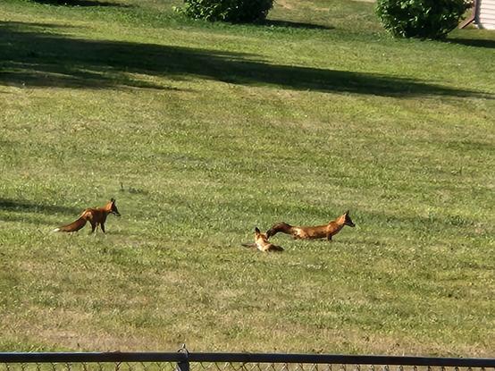 Three red foxes in a large mowed grass area. One is laying peacefully, one is about to pounce on a field mouse, and the other is... urinating. (Sorry, bad timing. I don't have another image of all three together).