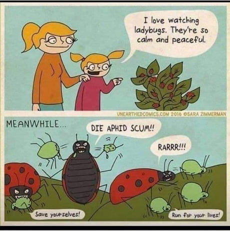 Comic showing ladybugs protecting a plant.