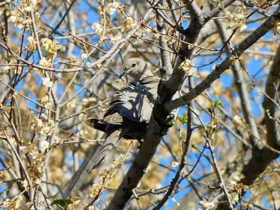 a grey turtledove on a tree branch ,  seen from behind and with its head turned  all the way back ,  looking at the camera with its left eye