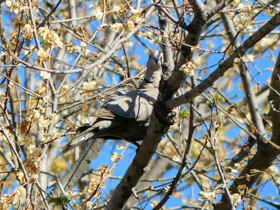 the same turtledove now looking directly on the camera ,  front face