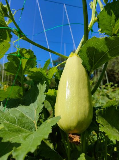 White zucchini hanging from the vine with blue sky behind it.