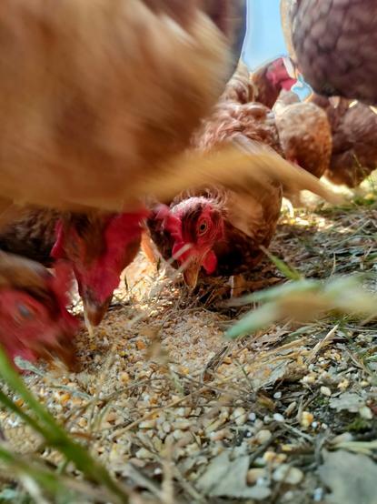 Close shot of chickens feeding