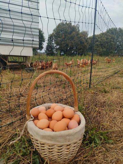 A basket of eggs in front of a movable fence with chickens visible in the background
