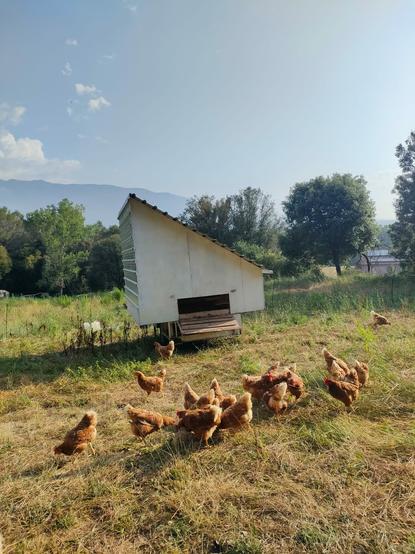 Chickens in front of a mobile chicken coop on a trailer with slanted roof