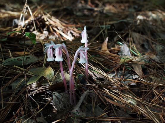A collection of four Ghost Pipe plants growing through pine needles.