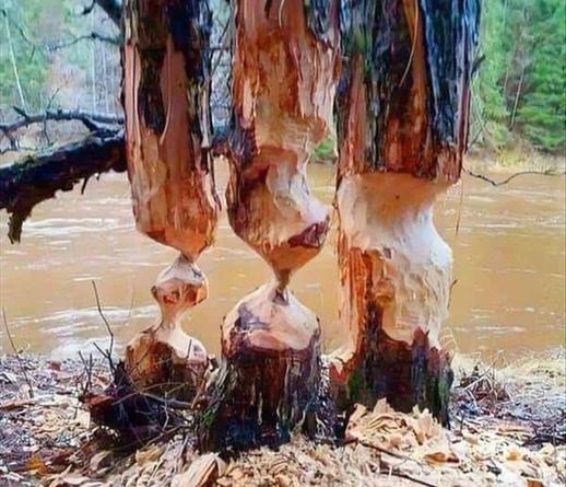 three tree trunks chewed by a beaver