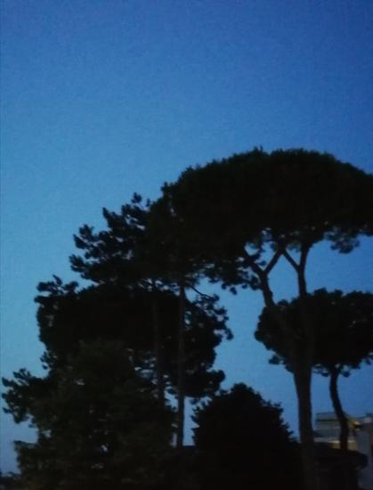 Einige Pinienbäume vor blauen Himmel