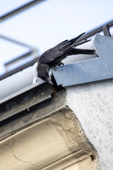 Eine Krähe sitzt am Dach und betrachtet das Loch hinter dem sich das Mauersegler-Nest befindet.