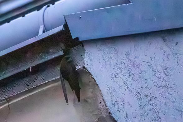 Mauersegler sitzt auf Lochblech der Traufe. 
Oben sieht man die Dachrinne, unterhalb im Übergang zur Wand das Lochblech auf dem der Mauersegler sitzt. Oberhalb das Loch hinter dem sich das Nest befindet.