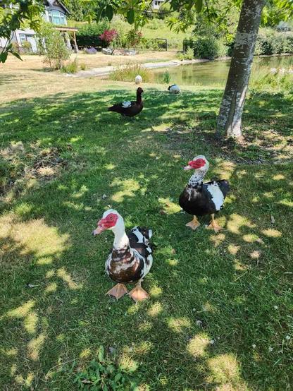 Muscovy ducks walking & chilling by the pond.