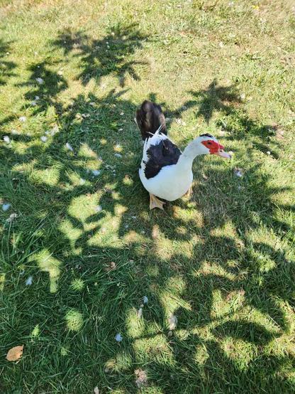 Muscovy duck - female.